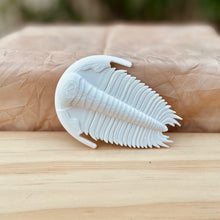 Load image into Gallery viewer, Trilobite Fossil