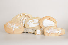Load image into Gallery viewer, Fossil Collection in Wooden Rock - ON SALE 40% OFF!