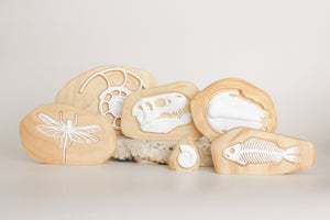 Fossil Collection in Wooden Rock - ON SALE 40% OFF!